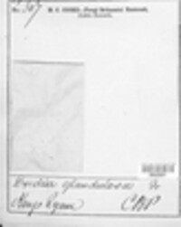 Exidia glandulosa image